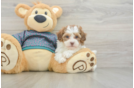 Happy Shih Poo Baby