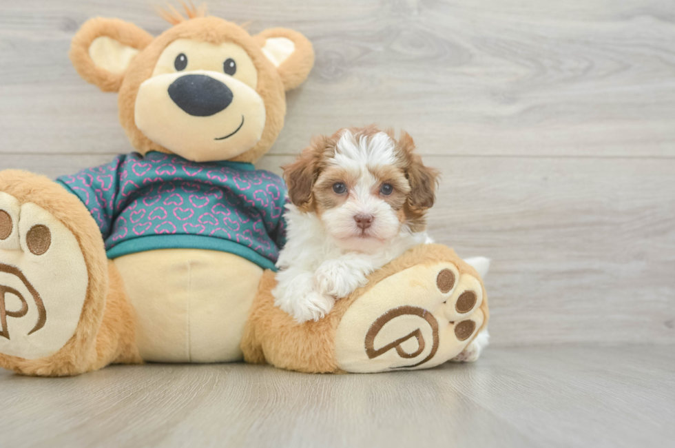 5 week old Shih Poo Puppy For Sale - Puppy Love PR