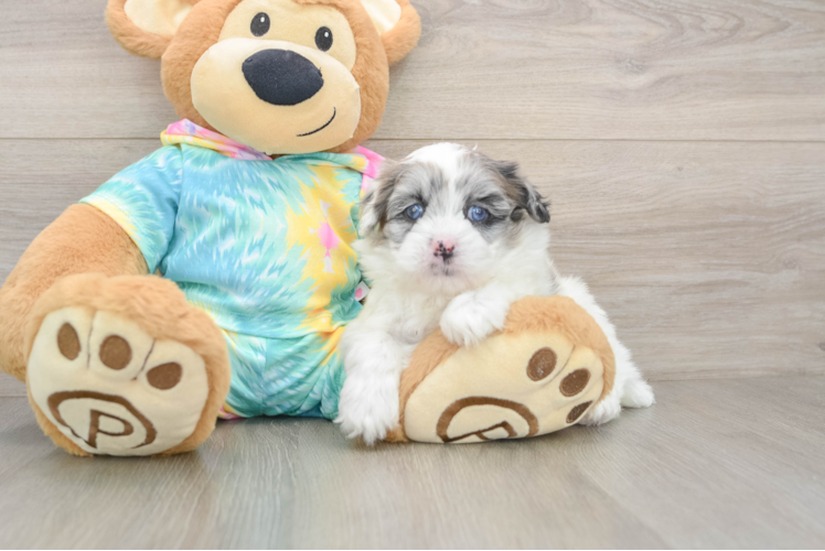 Shih Poo Pup Being Cute