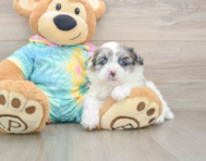 7 week old Shih Poo Puppy For Sale - Puppy Love PR