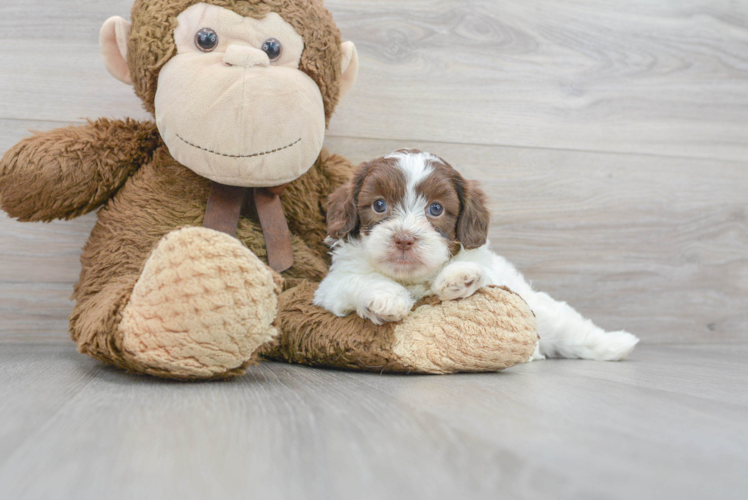 Adorable Shihpoo Poodle Mix Puppy