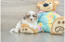 Smart Shih Poo Poodle Mix Pup