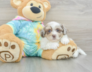 8 week old Shih Poo Puppy For Sale - Puppy Love PR