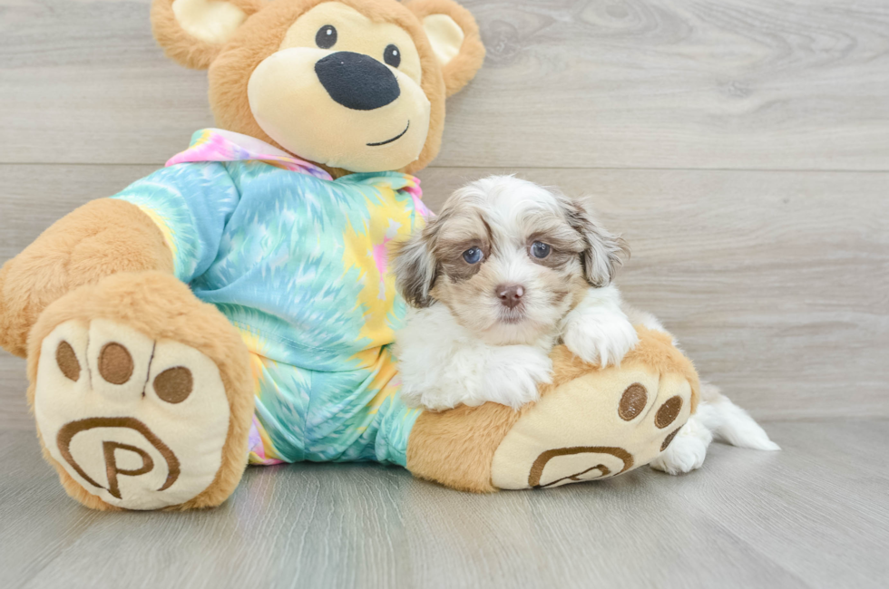 7 week old Shih Poo Puppy For Sale - Puppy Love PR