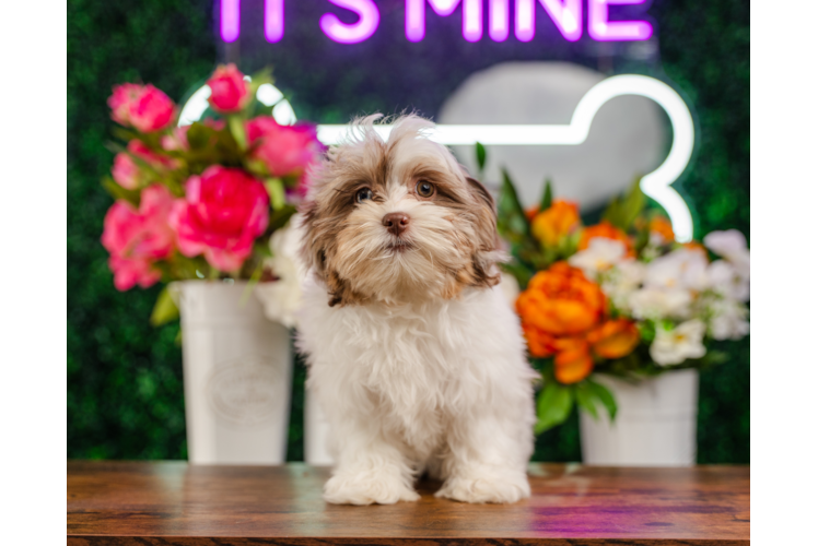 Cute Shih Poo Baby
