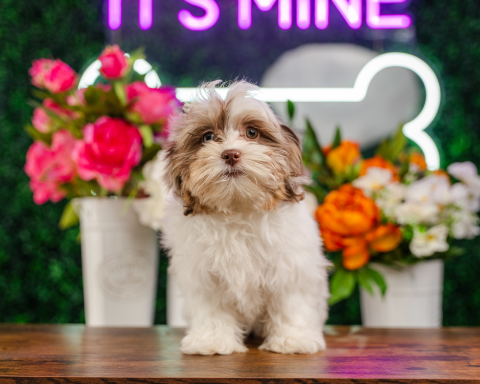 Cute Shih Poo Baby