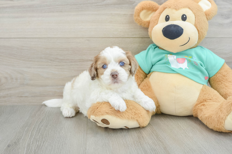 5 week old Shih Poo Puppy For Sale - Puppy Love PR