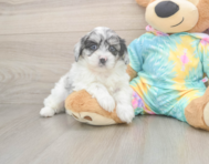6 week old Shih Poo Puppy For Sale - Puppy Love PR