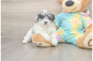 Little Shihpoo Poodle Mix Puppy