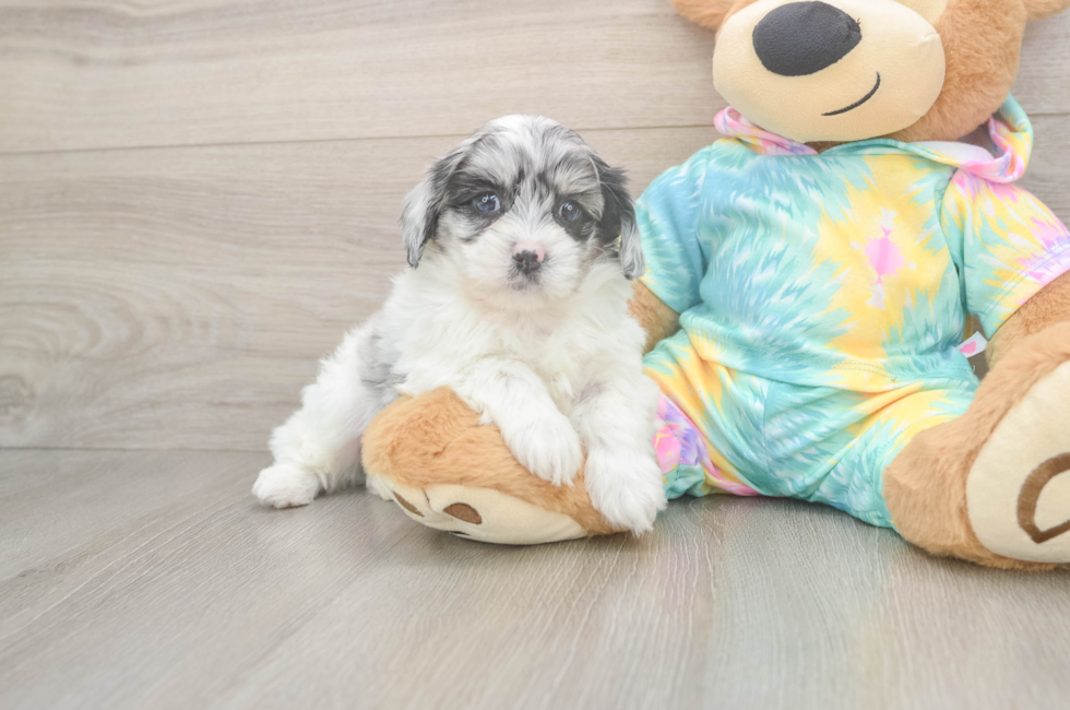 5 week old Shih Poo Puppy For Sale - Puppy Love PR