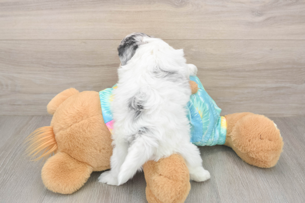 Shih Poo Puppy for Adoption
