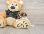 8 week old Shih Poo Puppy For Sale - Puppy Love PR