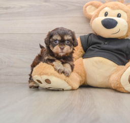 6 week old Shih Poo Puppy For Sale - Puppy Love PR