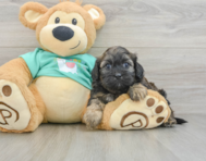 8 week old Shih Poo Puppy For Sale - Puppy Love PR