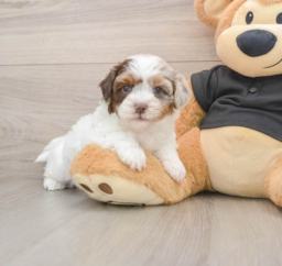 7 week old Shih Poo Puppy For Sale - Puppy Love PR