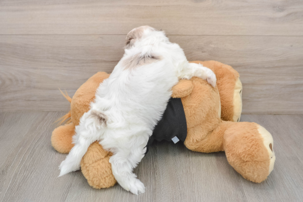 Shih Poo Pup Being Cute