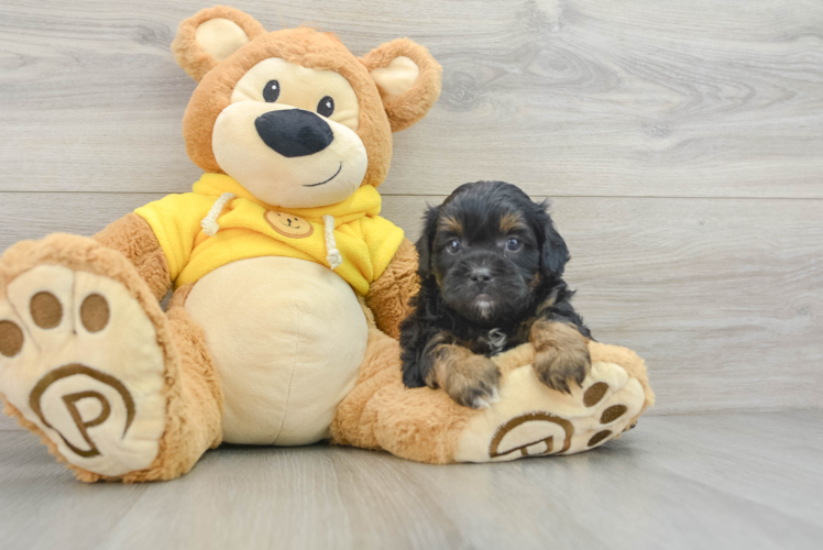 Shih Poo Pup Being Cute