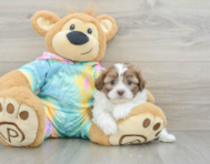 7 week old Shih Poo Puppy For Sale - Puppy Love PR