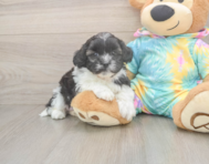 5 week old Shih Poo Puppy For Sale - Puppy Love PR