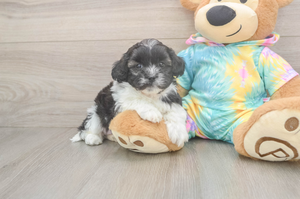 5 week old Shih Poo Puppy For Sale - Puppy Love PR
