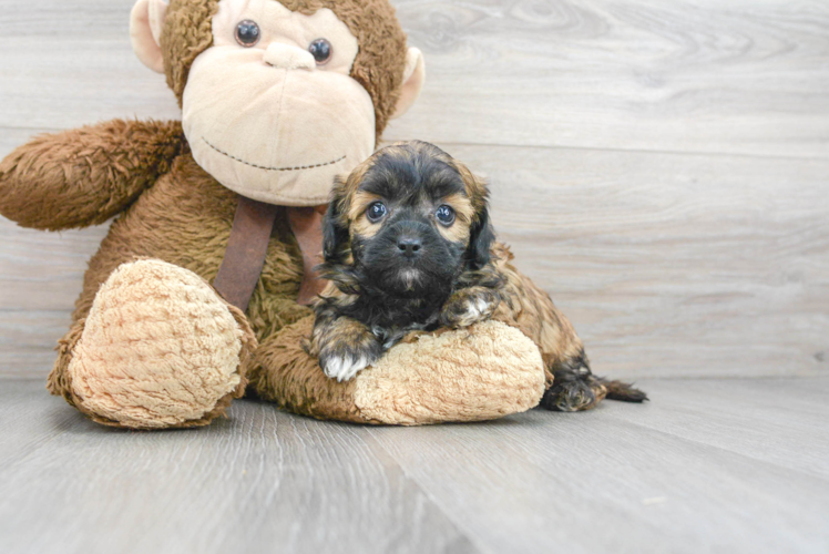 Meet Jazzy - our Shih Poo Puppy Photo 1/2 - Puppy Love PR Shih Poo Puppy for Adoption