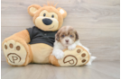 Small Shih Poo Baby