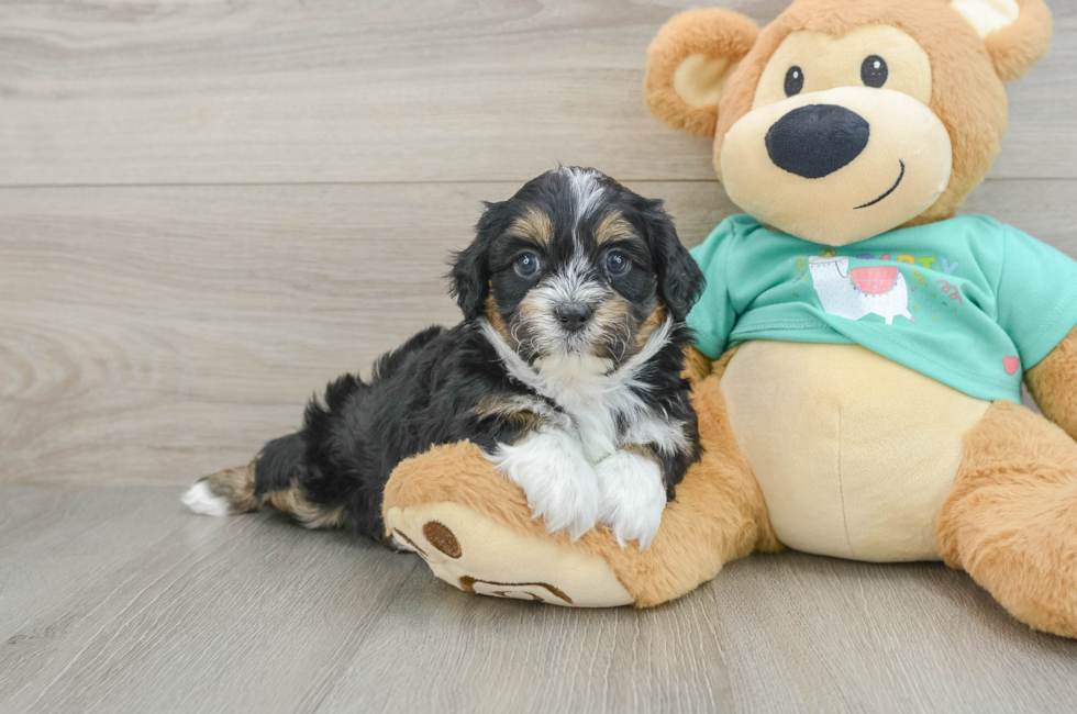 5 week old Shih Poo Puppy For Sale - Puppy Love PR