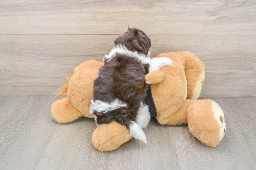Energetic Shihpoo Poodle Mix Puppy