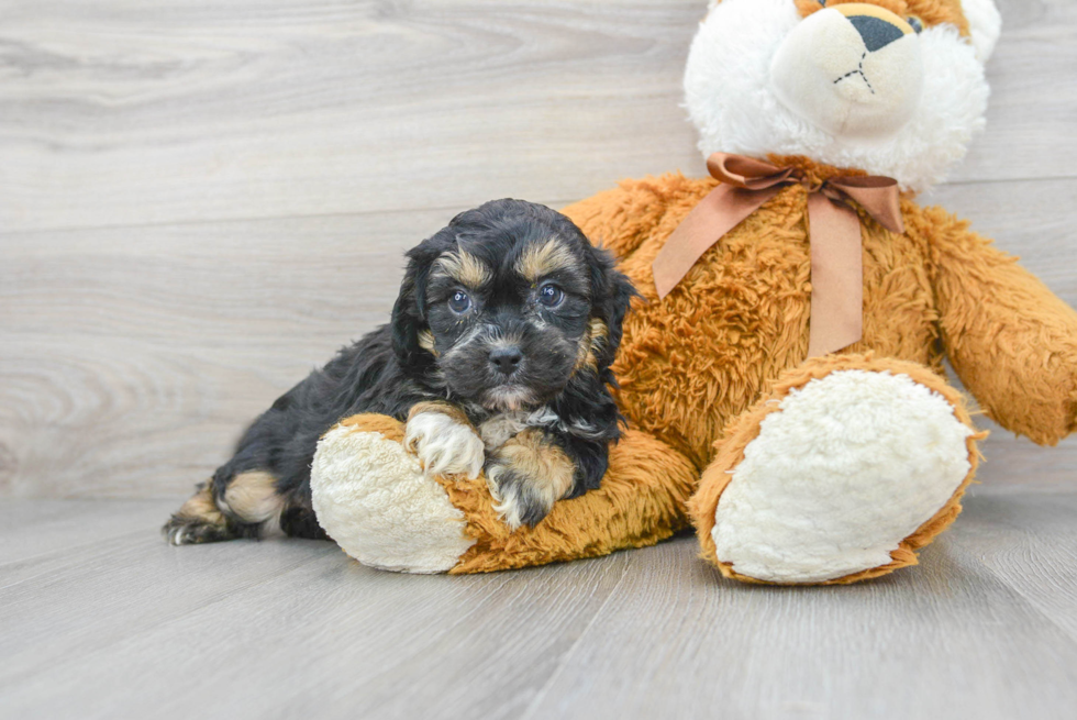 Best Shih Poo Baby