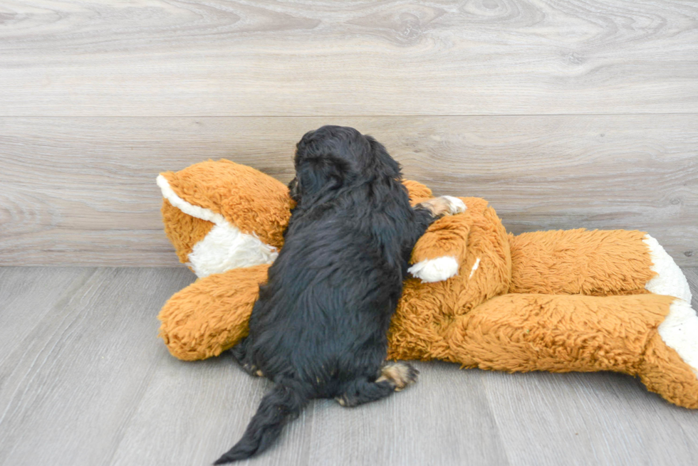 Cute Shih Poo Baby