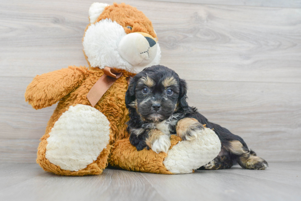 Adorable Shih Poo Poodle Mix Puppy