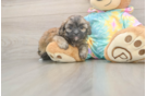Popular Shih Poo Poodle Mix Pup