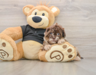 8 week old Shih Poo Puppy For Sale - Puppy Love PR