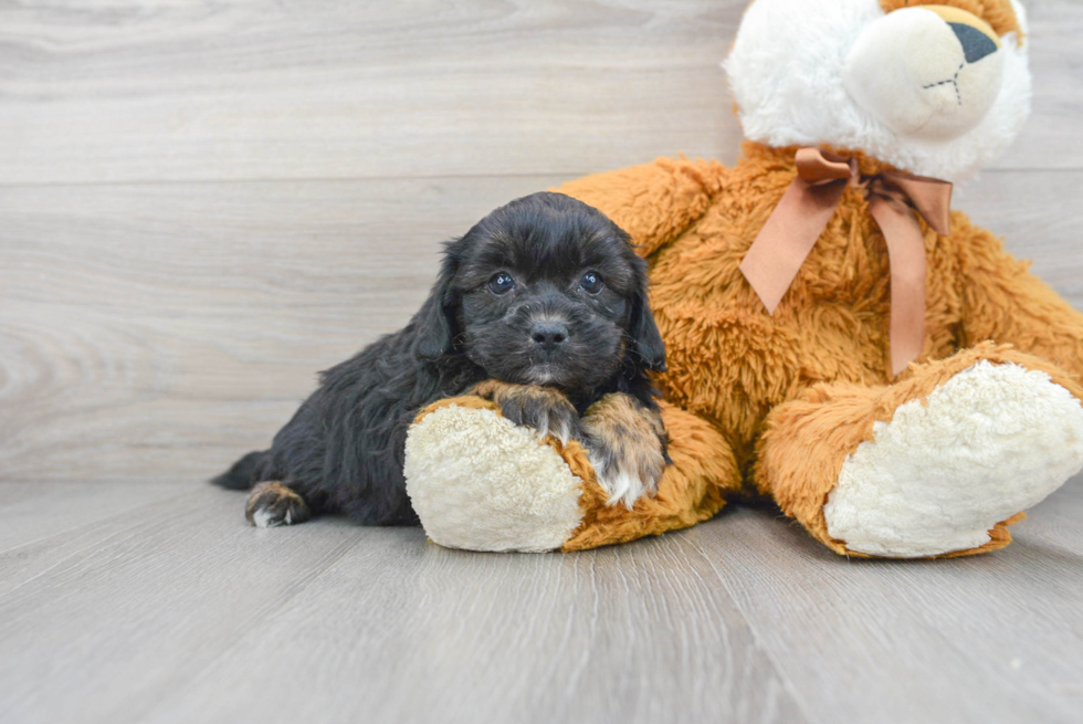 Smart Shih Poo Poodle Mix Pup