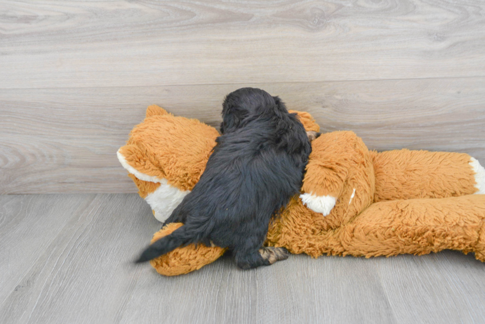 Shih Poo Puppy for Adoption