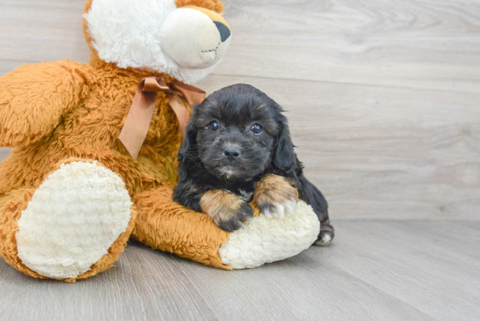 Popular Shih Poo Poodle Mix Pup