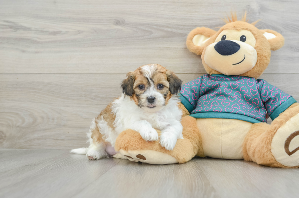 6 week old Shih Poo Puppy For Sale - Puppy Love PR