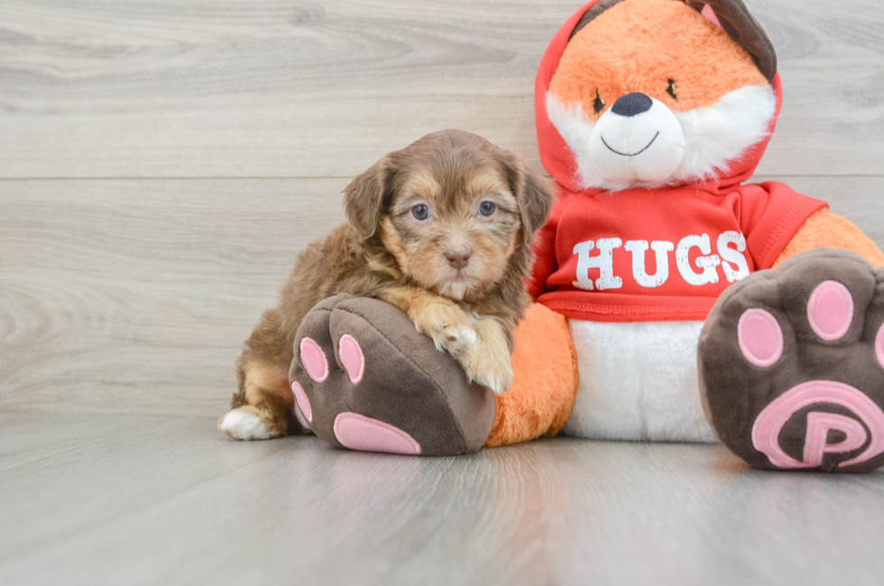 6 week old Shih Poo Puppy For Sale - Puppy Love PR