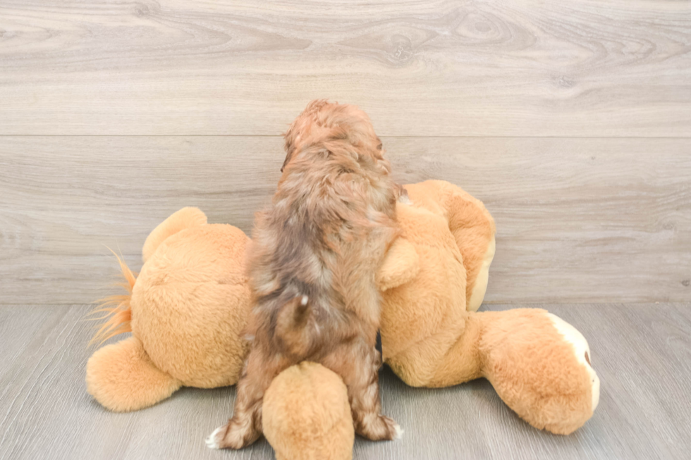 Fluffy Shih Poo Poodle Mix Pup