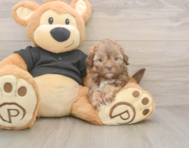6 week old Shih Poo Puppy For Sale - Puppy Love PR