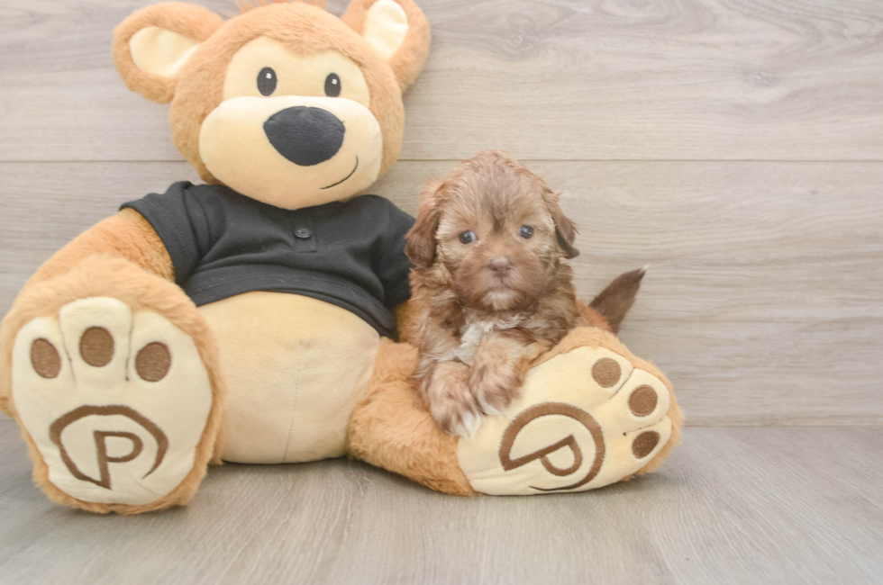 5 week old Shih Poo Puppy For Sale - Puppy Love PR