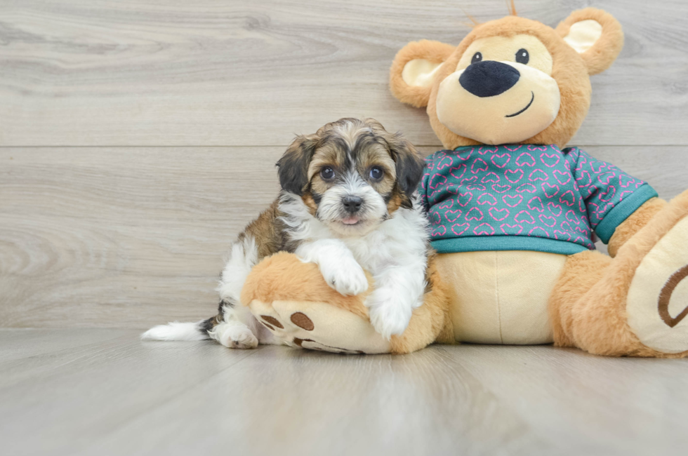 6 week old Shih Poo Puppy For Sale - Puppy Love PR