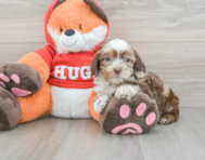 9 week old Shih Poo Puppy For Sale - Puppy Love PR