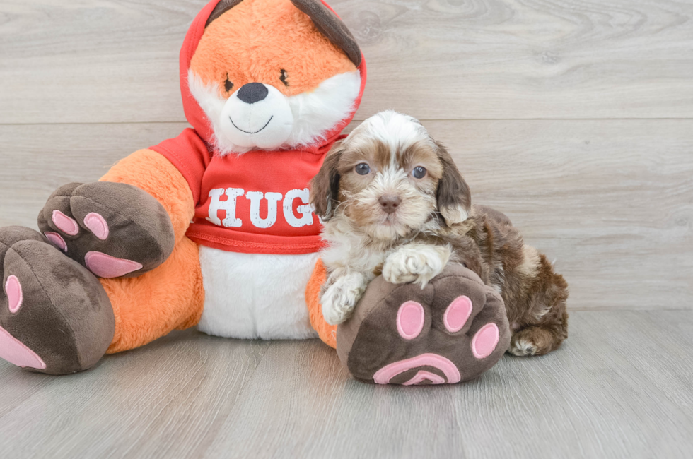 6 week old Shih Poo Puppy For Sale - Puppy Love PR