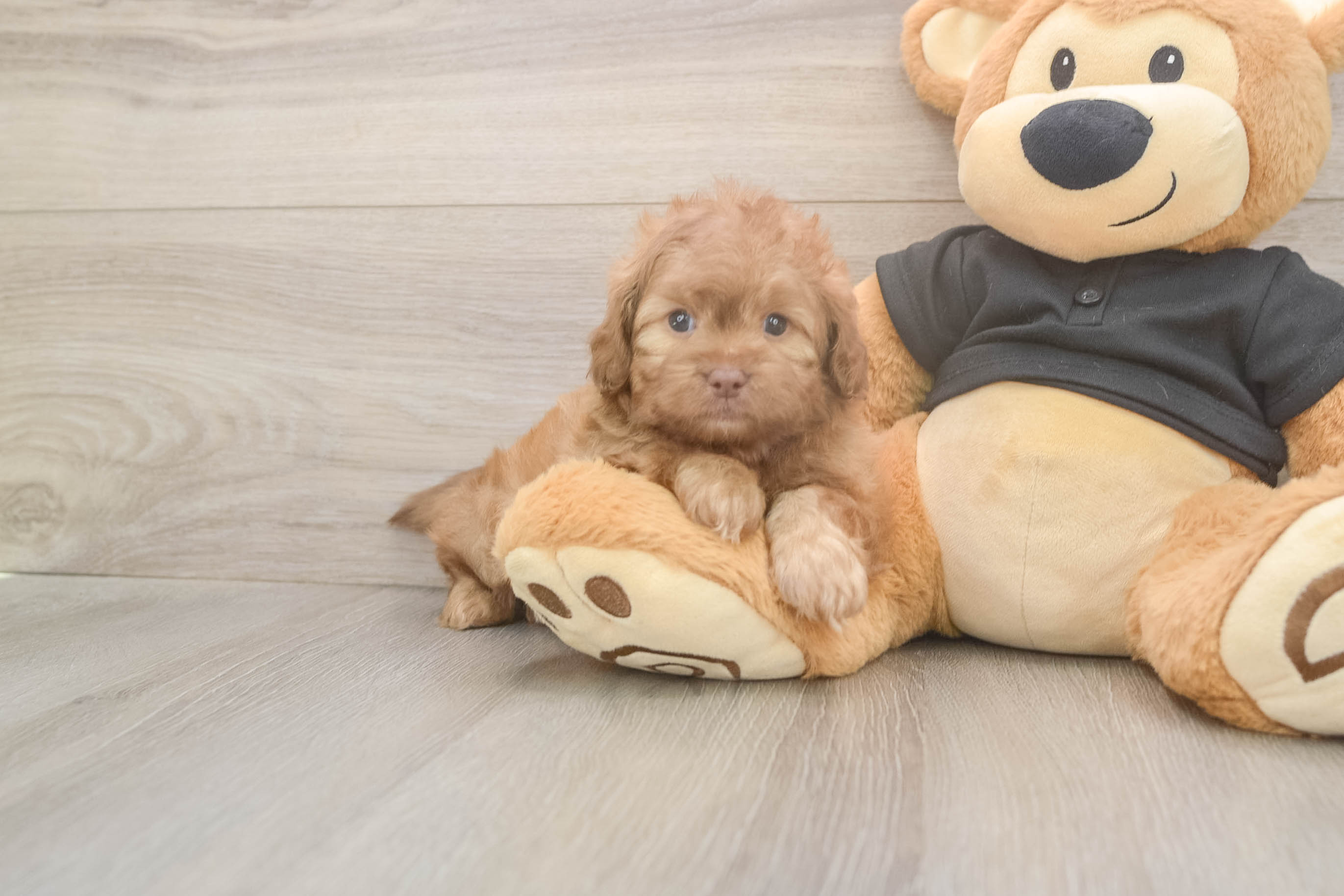 Shih Poo Pup Being Cute