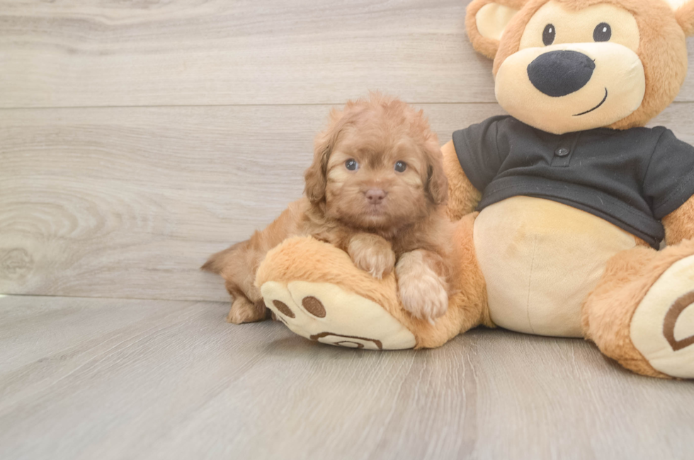 5 week old Shih Poo Puppy For Sale - Puppy Love PR