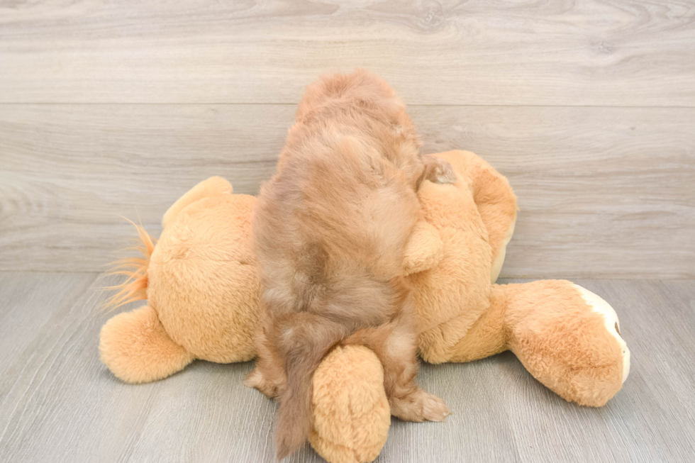 Meet Keaton - our Shih Poo Puppy Photo  3/3 - Puppy Love PR Shih Poo Pup Being Cute