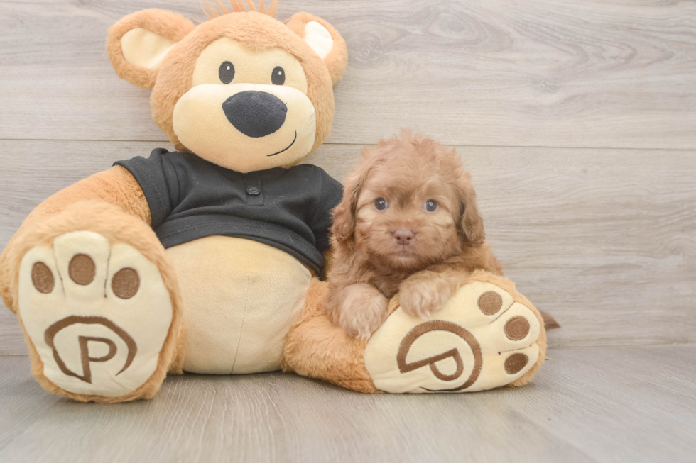 Meet Keaton - our Shih Poo Puppy Photo  2/3 - Puppy Love PR Little Shih Poo Poodle Mix Puppy