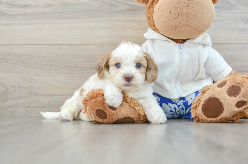 5 week old Shih Poo Puppy For Sale - Puppy Love PR