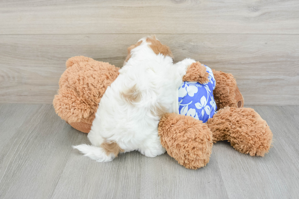 Little Shih Poo Poodle Mix Puppy